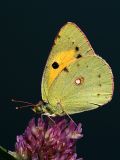 Colias crocea